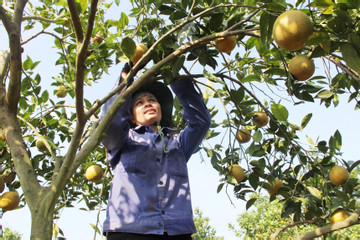 'Mắc màn' cho vườn cam trĩu quả, người trồng lãi tiền tỷ