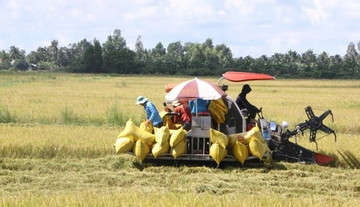 Mekong Delta develops 1 million ha of low-emission high-quality rice