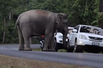 Khoảnh khắc voi hoang dã lao đến tấn công xe của du khách