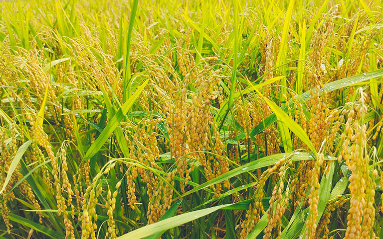 Vietnam’s rice brand holds firm position in global market