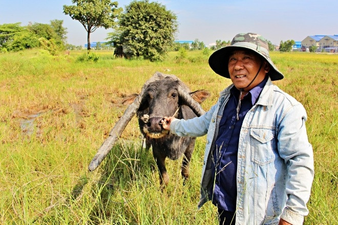 Sở hữu con trâu có cặp sừng kỳ lạ, lão nông Long An 20 năm ‘hái ra tiền’