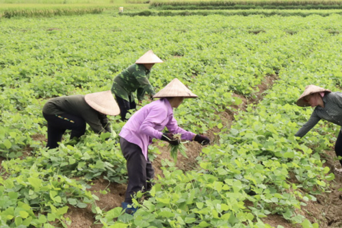 Tân Mỹ huy động nguồn lực hoàn thiện các tiêu chí nông thôn mới nâng cao