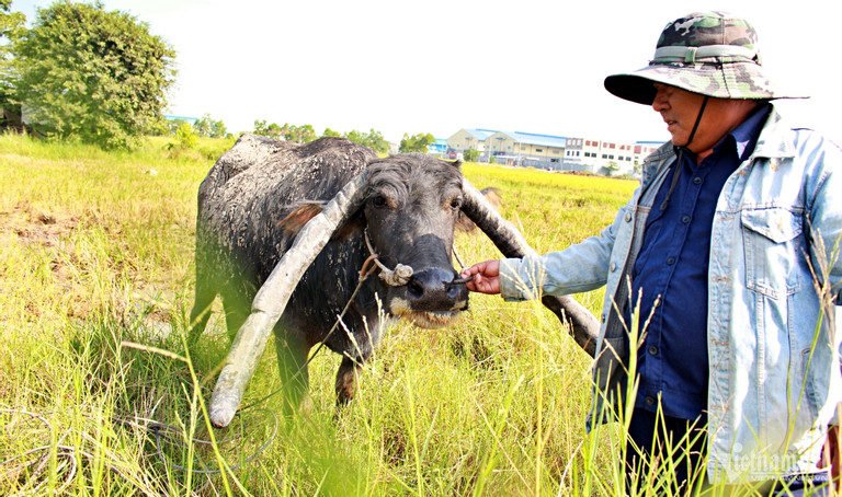 Sở hữu con trâu có cặp sừng kỳ lạ, lão nông Long An 20 năm ‘hái ra tiền’