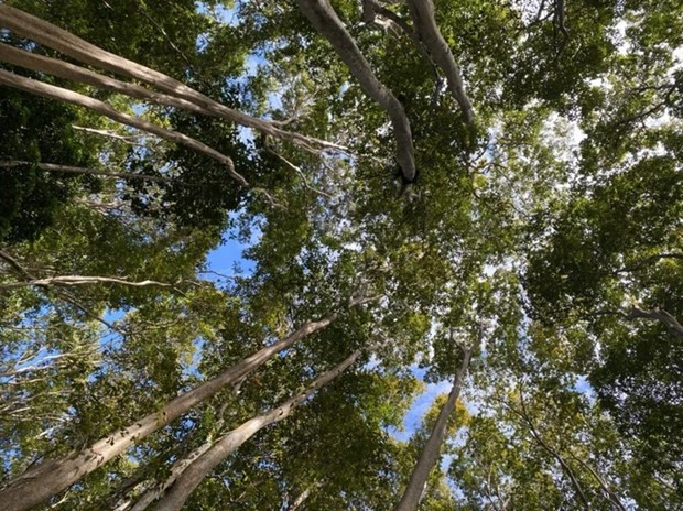 Kon Tum Plateau seeks UNESCO recognition as World Biosphere Reserve hinh anh 1