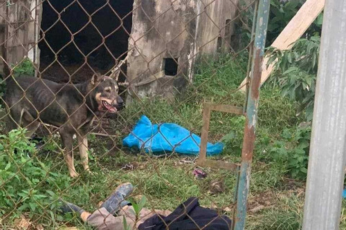 Nữ công nhân ở Hà Tĩnh tử vong do bị chó tấn công