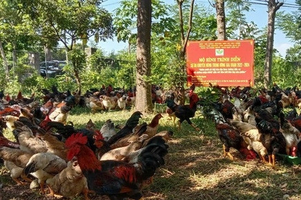 Ba Vì: Tiếp tục đổi mới, phát triển và nâng cao hiệu quả kinh tế tập thể