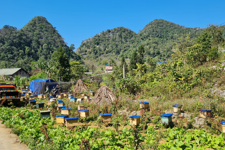 cao nguyen da dong vavb.png