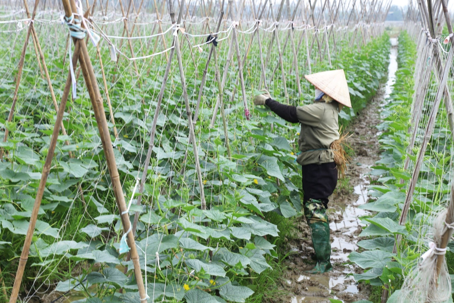 Hội Nông dân Yên Khánh hỗ trợ nông dân phát triển kinh tế tập thể