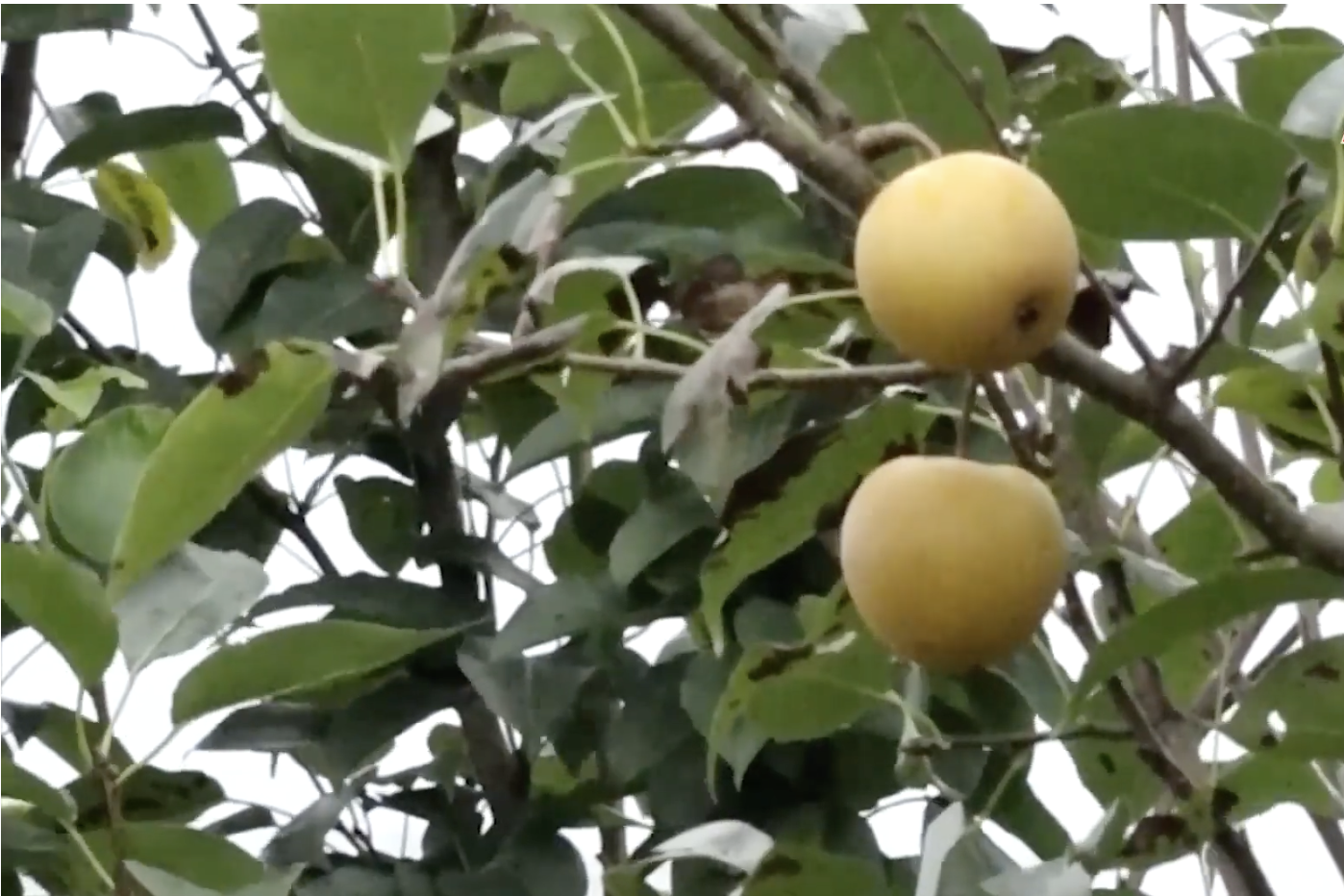 Lai Châu: Ngành nông nghiệp khẳng định vai trò trụ cột trong phát triển kinh tế-xã hội