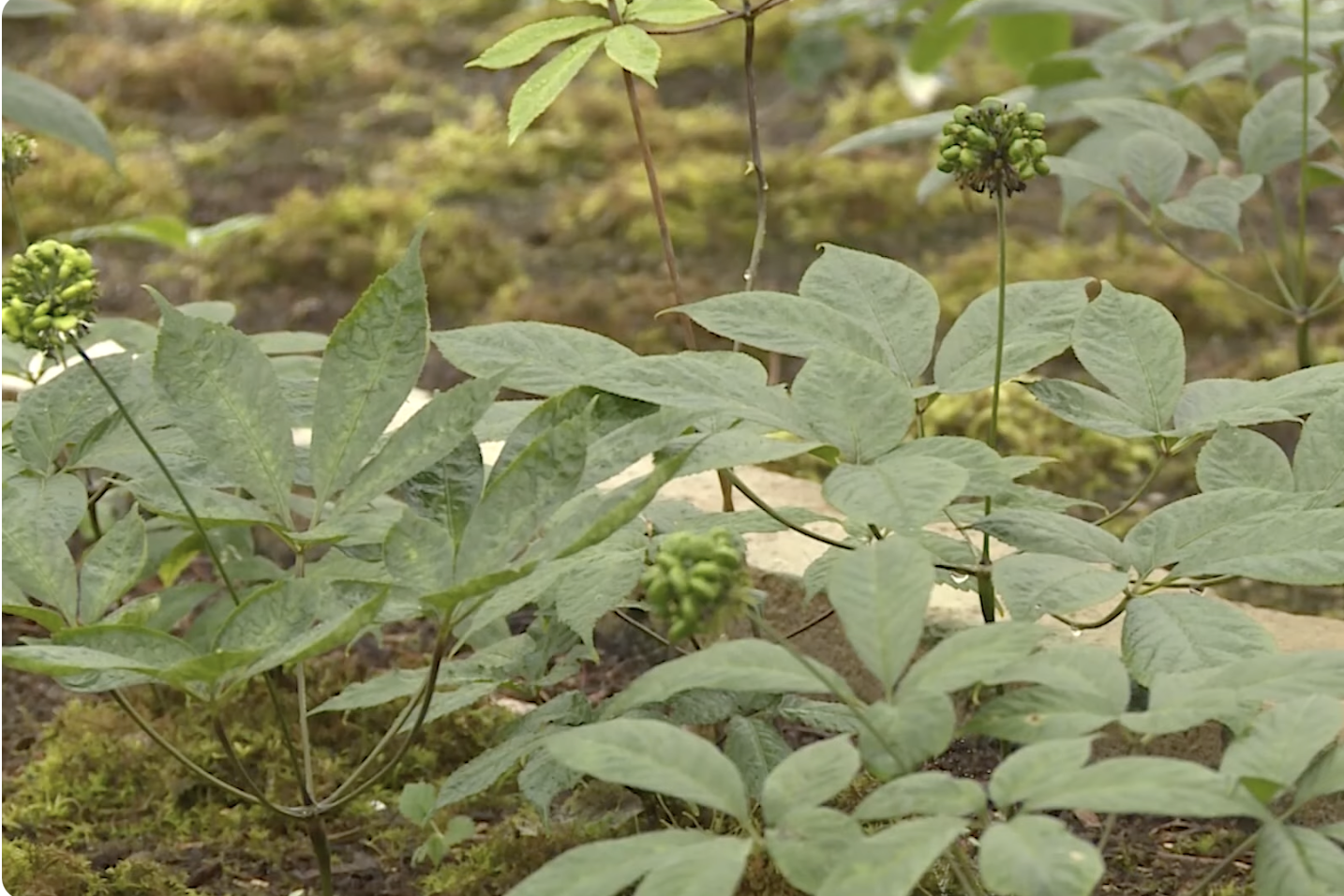 Nhiều tiềm năng hợp tác giữa tỉnh Lai Châu và các đối tác Ấn Độ