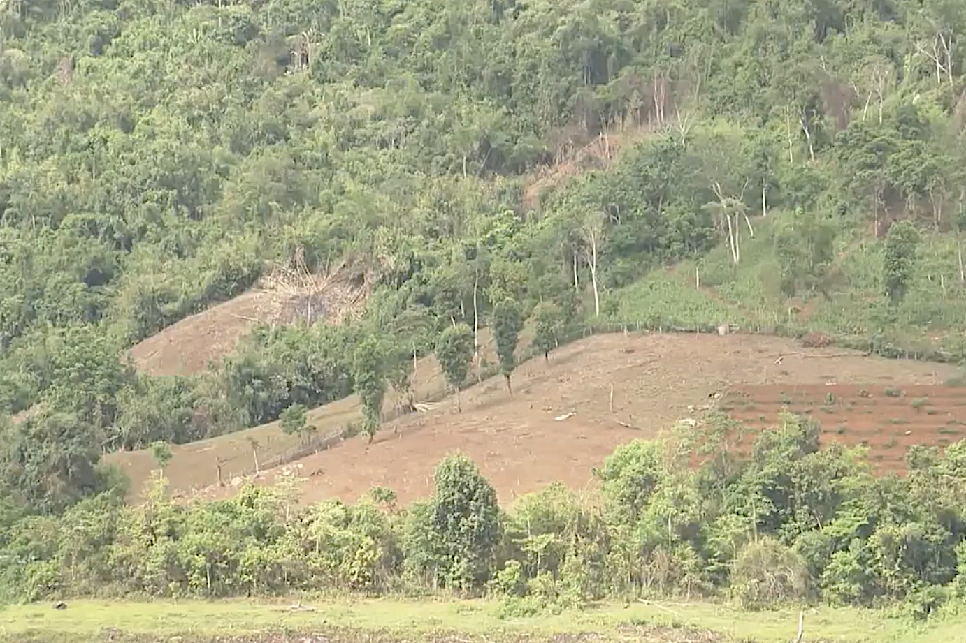 Phát triển kinh tế lâm nghiệp bền vững ở Lai Châu