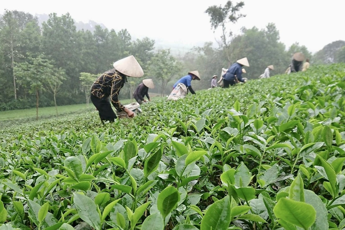 Quyết tâm của Giám đốc HTX xây thương hiệu chè La Bằng