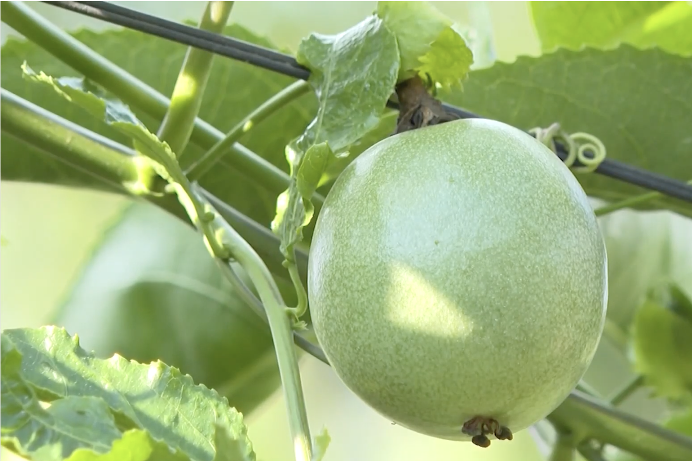 Lai Châu công nhận lại 11 sản phẩm OCOP 4 sao năm 2023