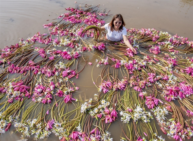Water lily flowers blossom in Plain of Reeds