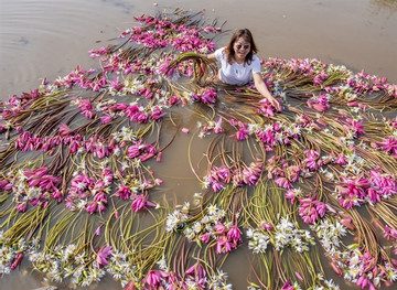 Water lily flowers blossom in Plain of Reeds