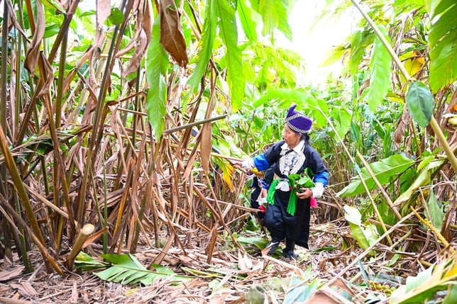 Mặn hơn muối, cay hơn gừng