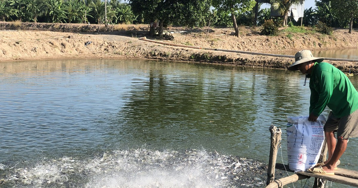 Shrimp, pangasius farmers in Mekong Delta face risk of heavy losses