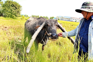 Long An man earns big money from his buffalo purchase