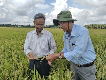 Passionate teacher and farmers dedicated to innovating rice varieties