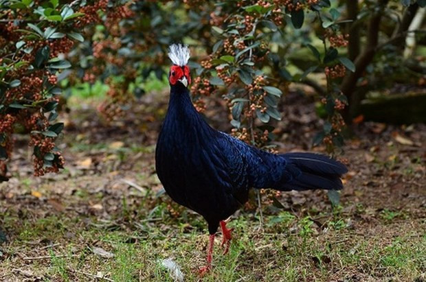 Quang Binh receives support for Edwards's Pheasant conservation hinh anh 1