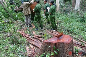 Một cán bộ kiểm lâm tử vong bất thường trong rừng ở Đắk Lắk