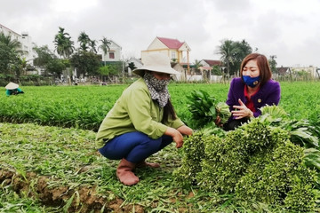 Bắc Giang sẽ đẩy mạnh phát triển các hợp tác xã nông nghiệp