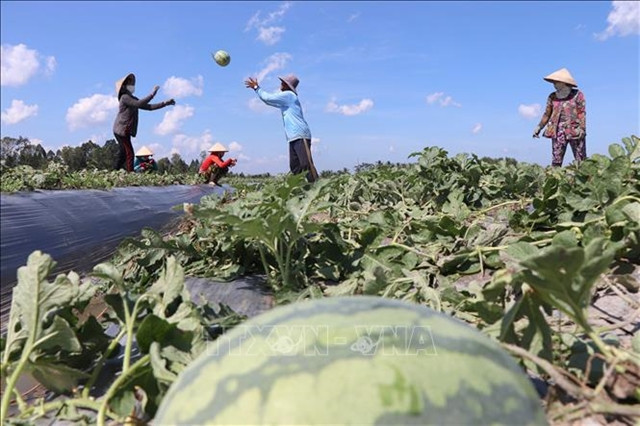 China opening market for VN fruits to bring billions of dollars in exports