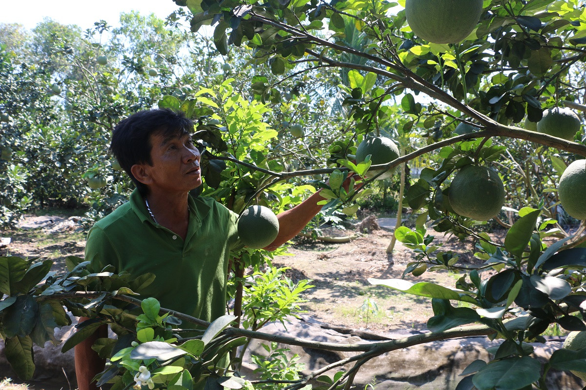 mo hinh trong buoi da xanh 1.jpg