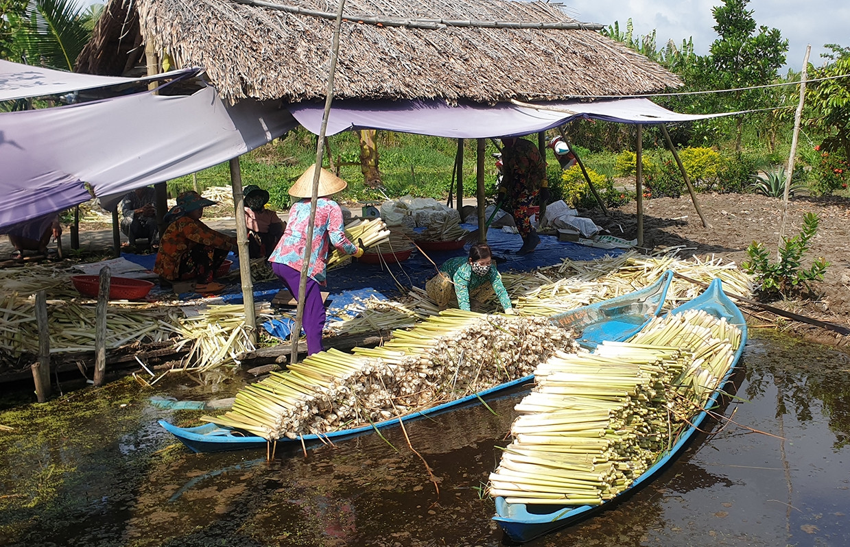 Nhờ loài 'cỏ dại' này, bà con miền Tây kiếm bộn tiền