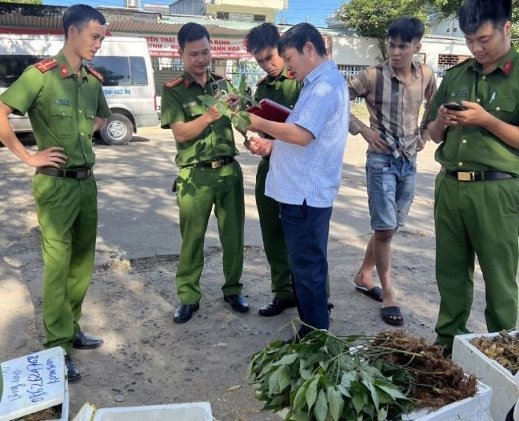 sam ngoc linh.jpg