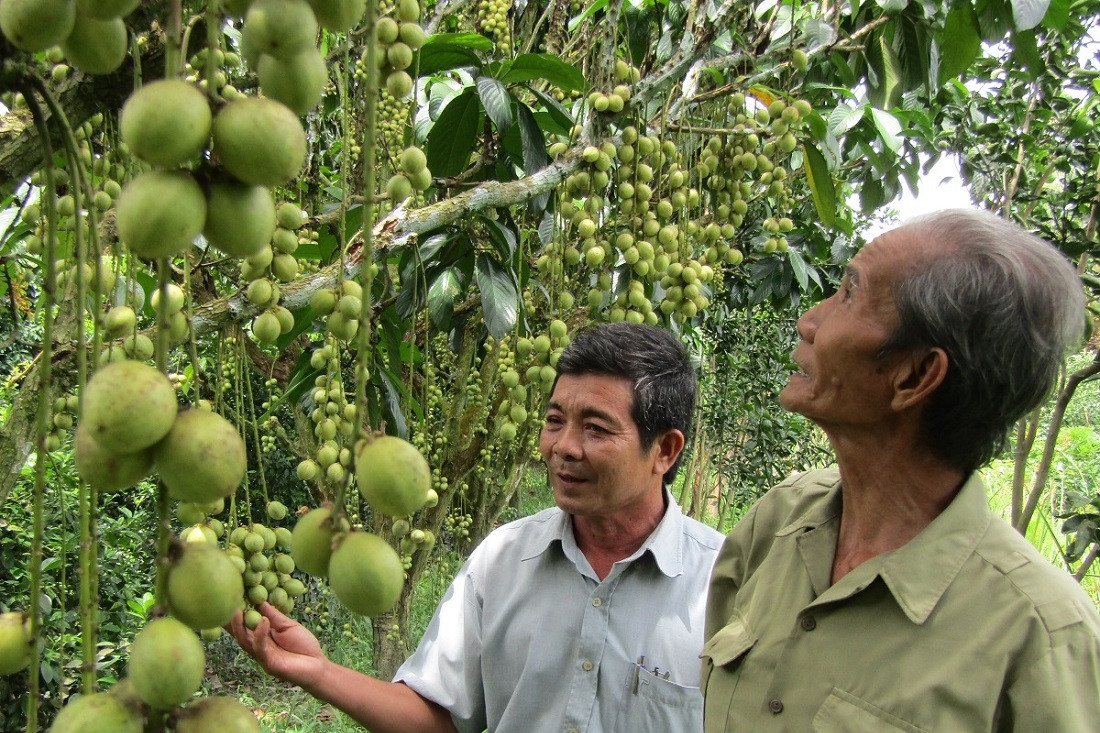 Tiền Giang nhân rộng nhiều mô hình HTX nông nghiệp kiểu mới