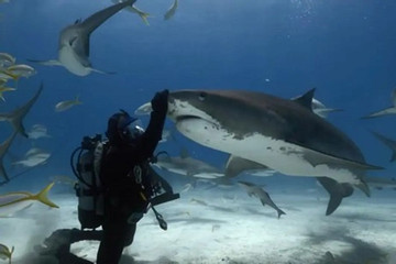 Tình bạn đặc biệt hơn 20 năm giữa thợ lặn và cá mập hổ dài gần 5m