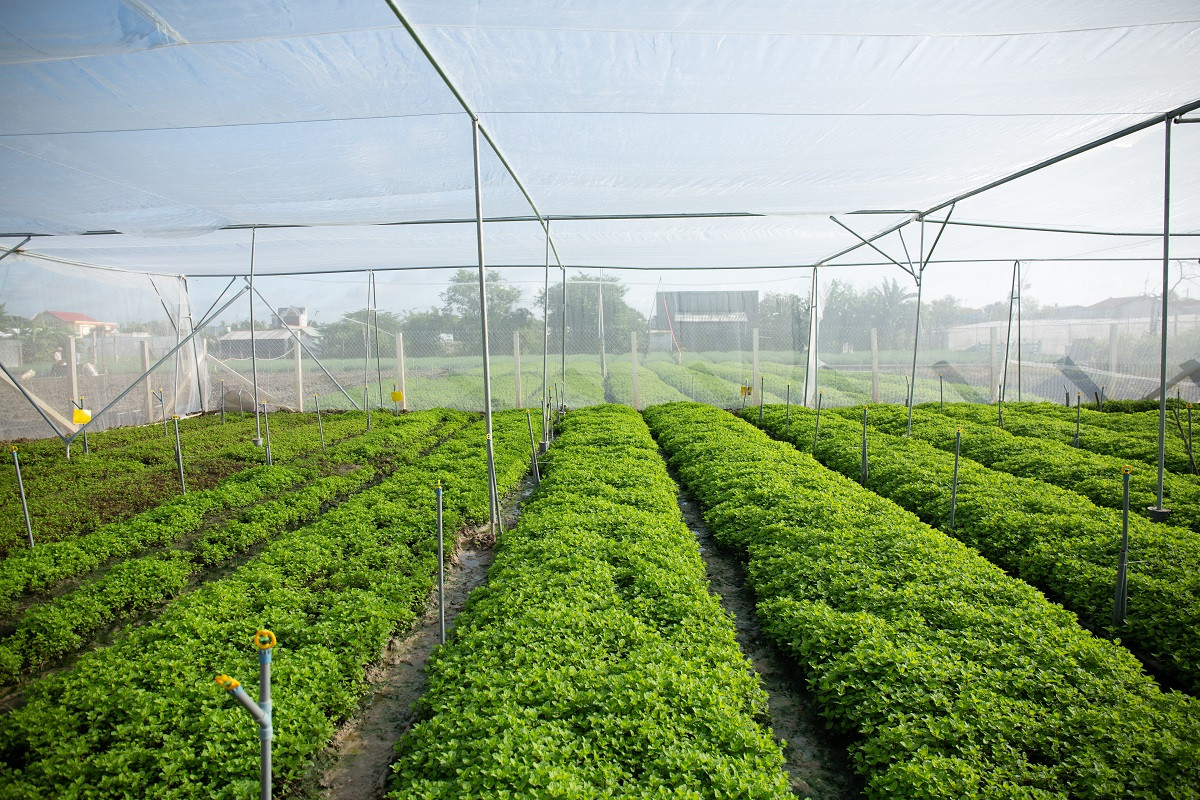 trong rau trong nha luoi 2.jpg