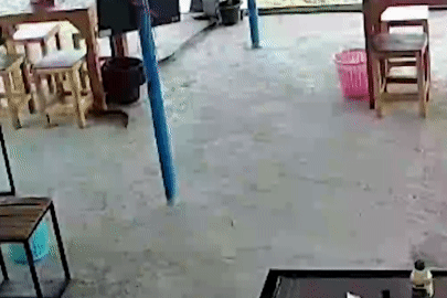 Rắn hổ mang 'đột nhập' nhà hàng, người đàn ông hốt hoảng bỏ chạy