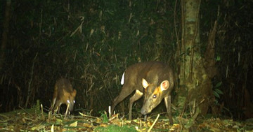 Rare wildlife captured in Vu Quang National Park through camera traps