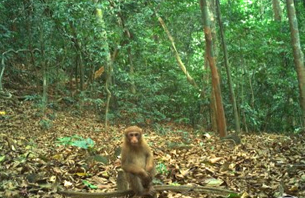 Rare wildlife captured in Vu Quang National Park through camera traps