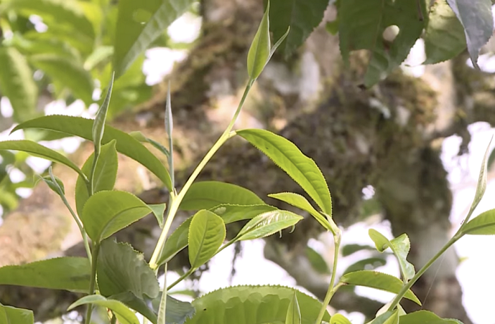 Ha Giang aims to bring Shan Tuyet tea to the world market