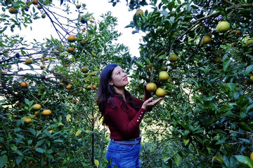 The tourism potential of Cao Phong citrus paradise