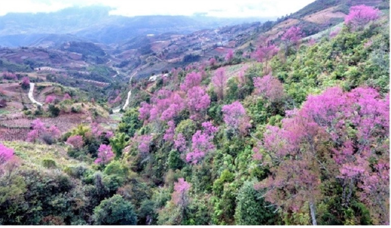 322280 to day flowers.jpg