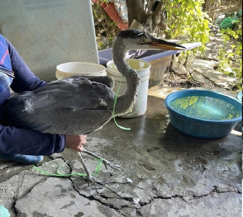 Hanoi cracks down on illegal wild bird market
