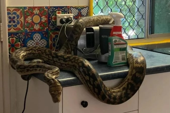 Chủ nhà tá hỏa phát hiện trăn cỡ lớn xuất hiện trong nhà bếp vào sáng sớm