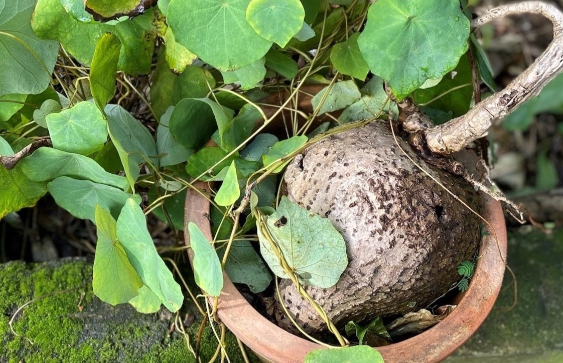 Loại củ mọc hoang ở núi đá, chữa nhiều bệnh nhưng dễ gây ngộ độc