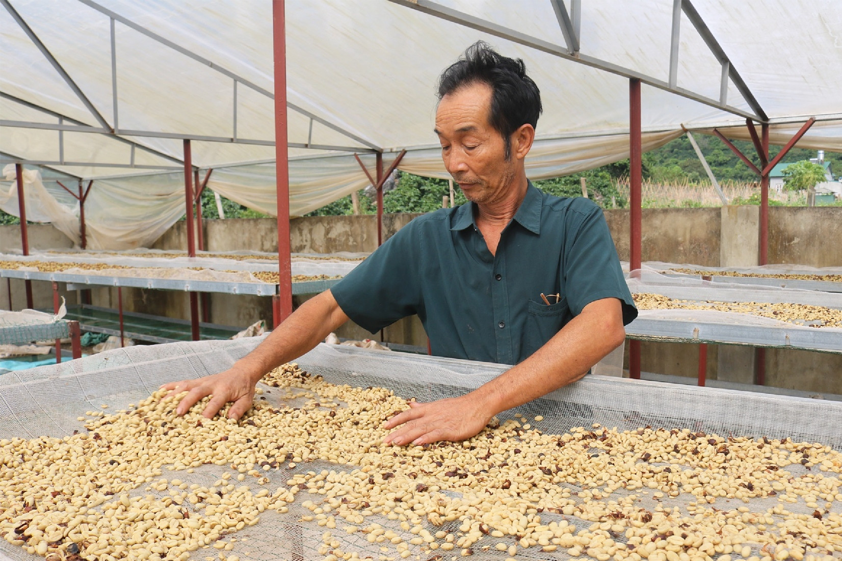 Loại hạt quý của Sơn La khiến lãnh đạo ngành nông nghiệp cũng phải nhờ mua