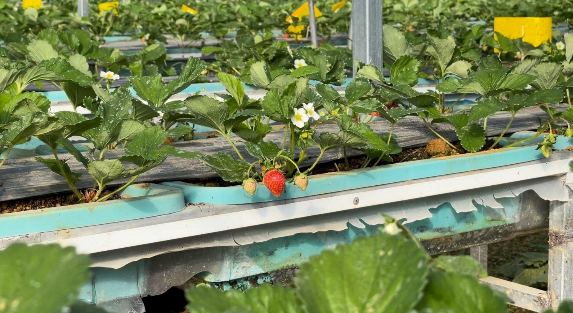 tai day du khach duoc kham pha vuon rau qua va tu tay thu hoach nhung san pham chat luong.jpg