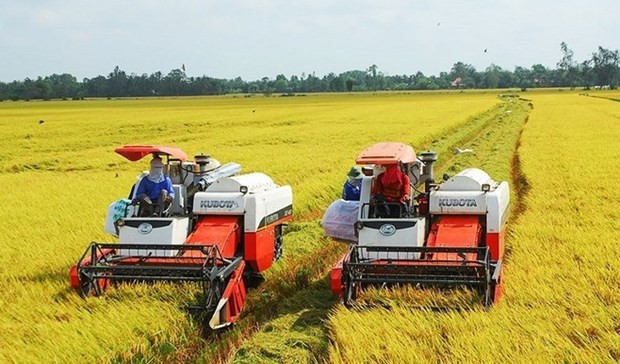 Export results in 2023 provide stepping stone for rice sector next year hinh anh 1