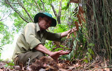 Vietnam has first more than US$41 million from selling forest carbon credits