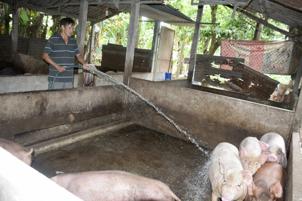 Trang trại chăn nuôi heo trên địa bàn tỉnh Bình Định