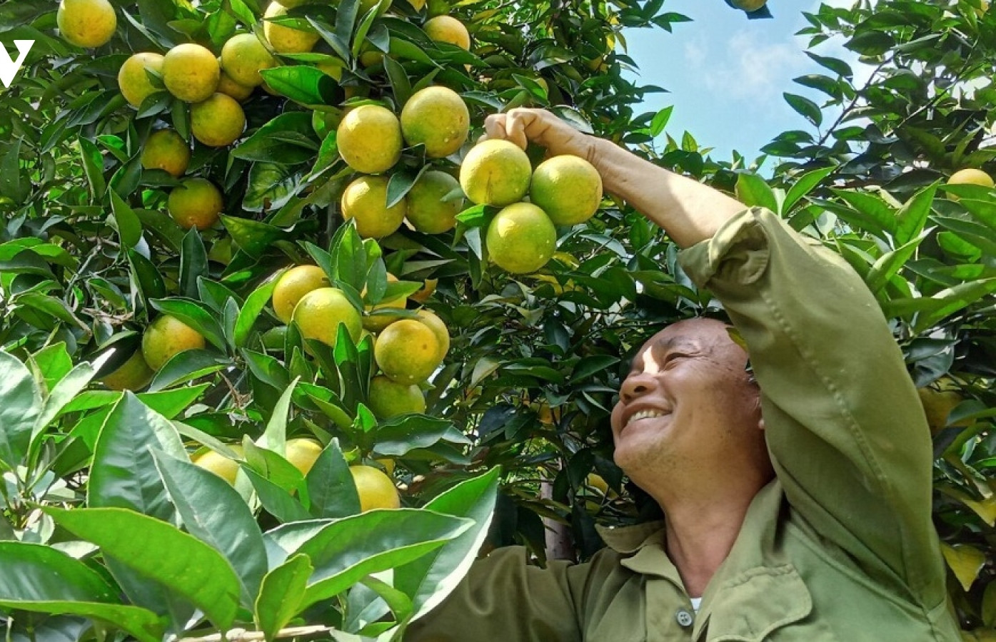 Từ tỉnh nghèo, Sơn La thành ‘hiện tượng nông nghiệp’ của cả nước