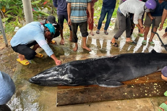 Sick whale stranded on Tra Vinh beach