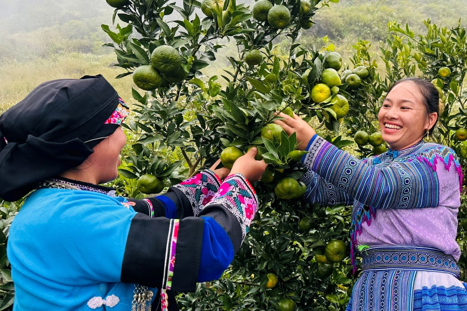 Hợp tác xã nông nghiệp tạo cú huých giảm nghèo ở Mường Khương